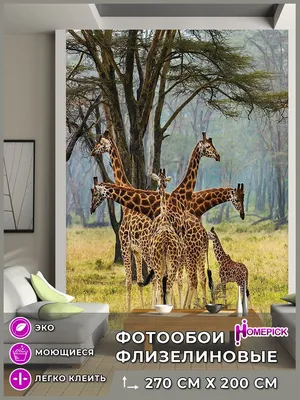 Жираф обои на iPhone и Android бесплатно