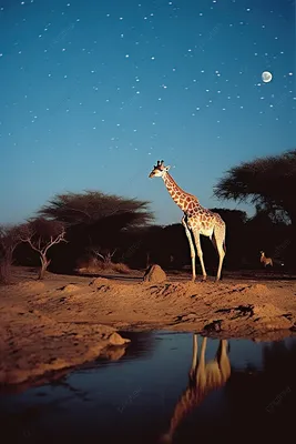 Фото жирафа в формате jpg для скачивания