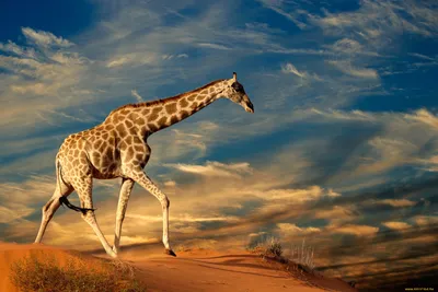 Скачать бесплатно фото жирафа на телефон