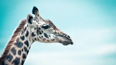 Скачать бесплатно фото жирафа на телефон в формате png