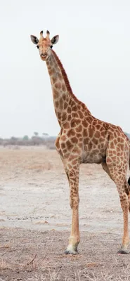 Фото жирафа для скачивания в формате jpg на Android