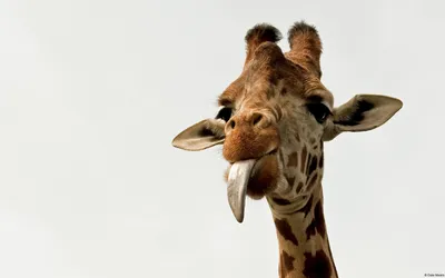 Фото жирафа в формате png для скачивания