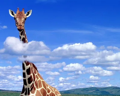 Фото жирафа в хорошем качестве на iPhone