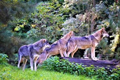 Животные волки: бесплатные обои для iPhone