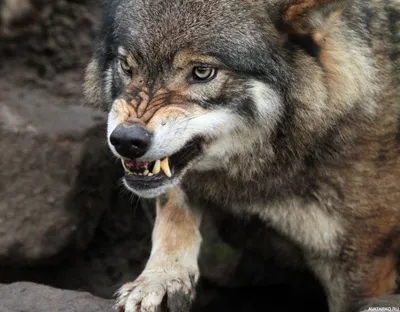 Обои на тему Животные волки в формате jpg для iPhone и Android