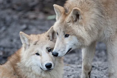 Животные волки: обои на Windows с изображениями в высоком разрешении