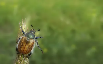 Обои с изображением жука: Скачать в формате WebP