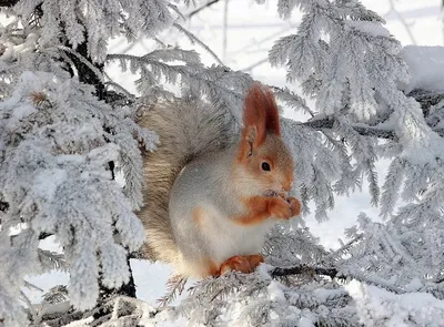 Обои с животными: Зима во всей красе!