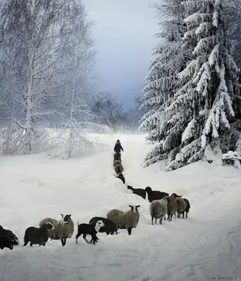 Зимние обои с животными: фотографии в высоком качестве