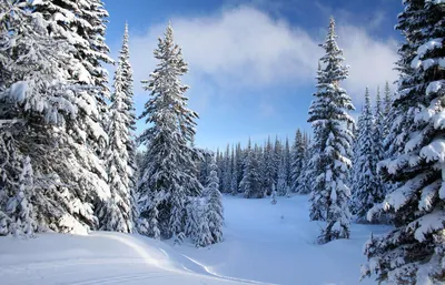 Android обои: зимние пейзажи, которые вдохновят вас на каждый день