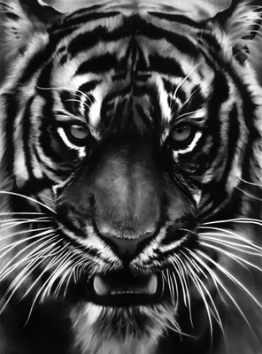 Фото Злого тигра в формате PNG для телефона