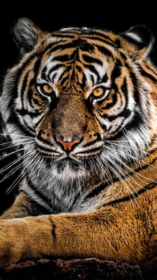 Обои Злого тигра: скачать бесплатно в формате JPG