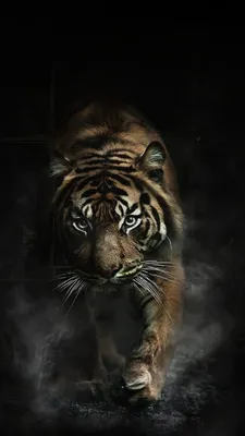 Злой тигр: фото в PNG для iPhone