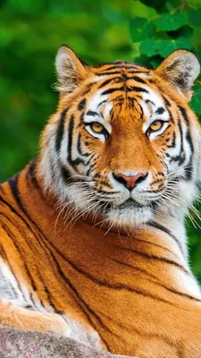 Злой тигр: фото для iPhone в формате PNG