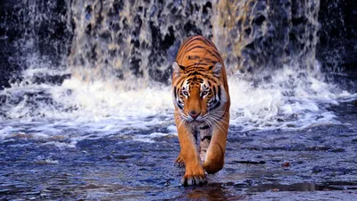 Злой тигр в WebP для Android: скачать фон