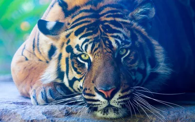 Злой тигр: фото в PNG для Windows