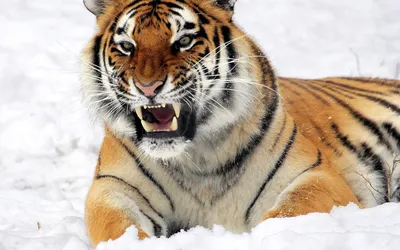 Злой тигр для iPhone: обои в формате WebP