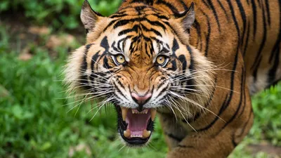 Злой тигр: бесплатные обои на Android в JPG