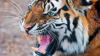 Злой тигр: обои на iPhone в формате JPG