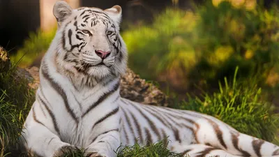 Злой тигр: фото в PNG для Windows