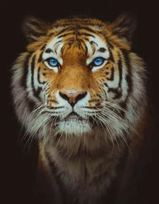 Злой тигр: обои на iPhone в PNG