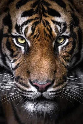 Злой тигр: обои для iPhone в формате JPG