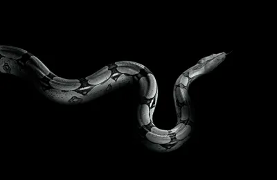 Змея Гуччи: Фон для iPhone в высоком качестве