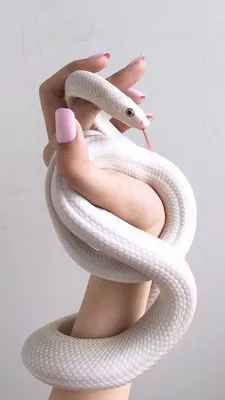 Змея - обои для телефона, скачать бесплатно, формат jpg